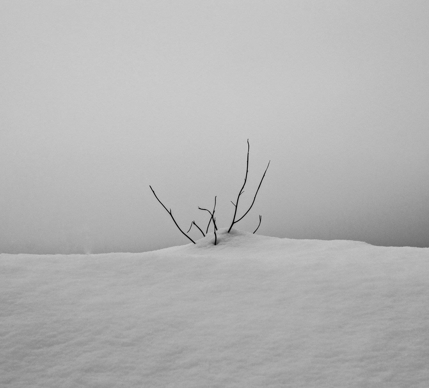 horns, nature, day, nikon, Elein