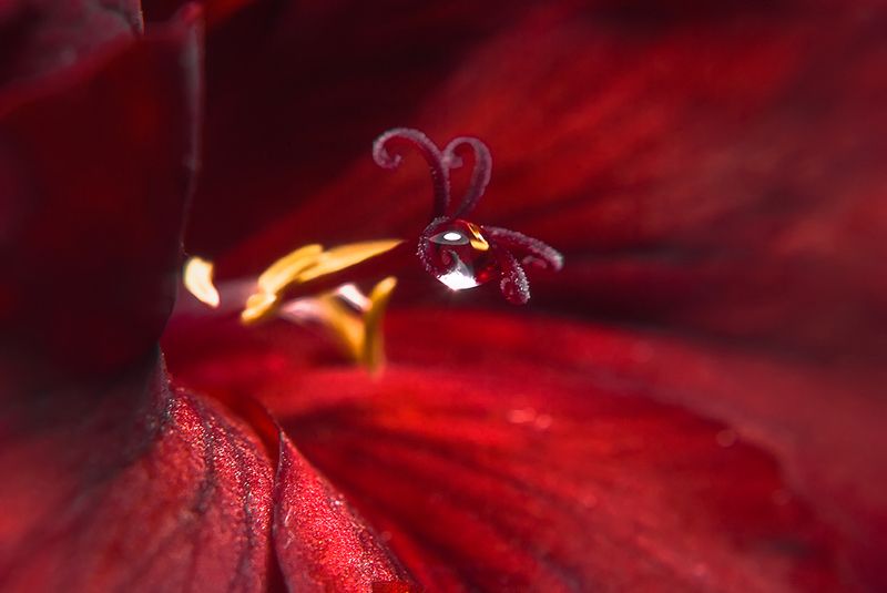 Red Velvet фото превью