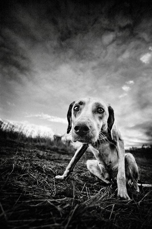 собака *** фото превью