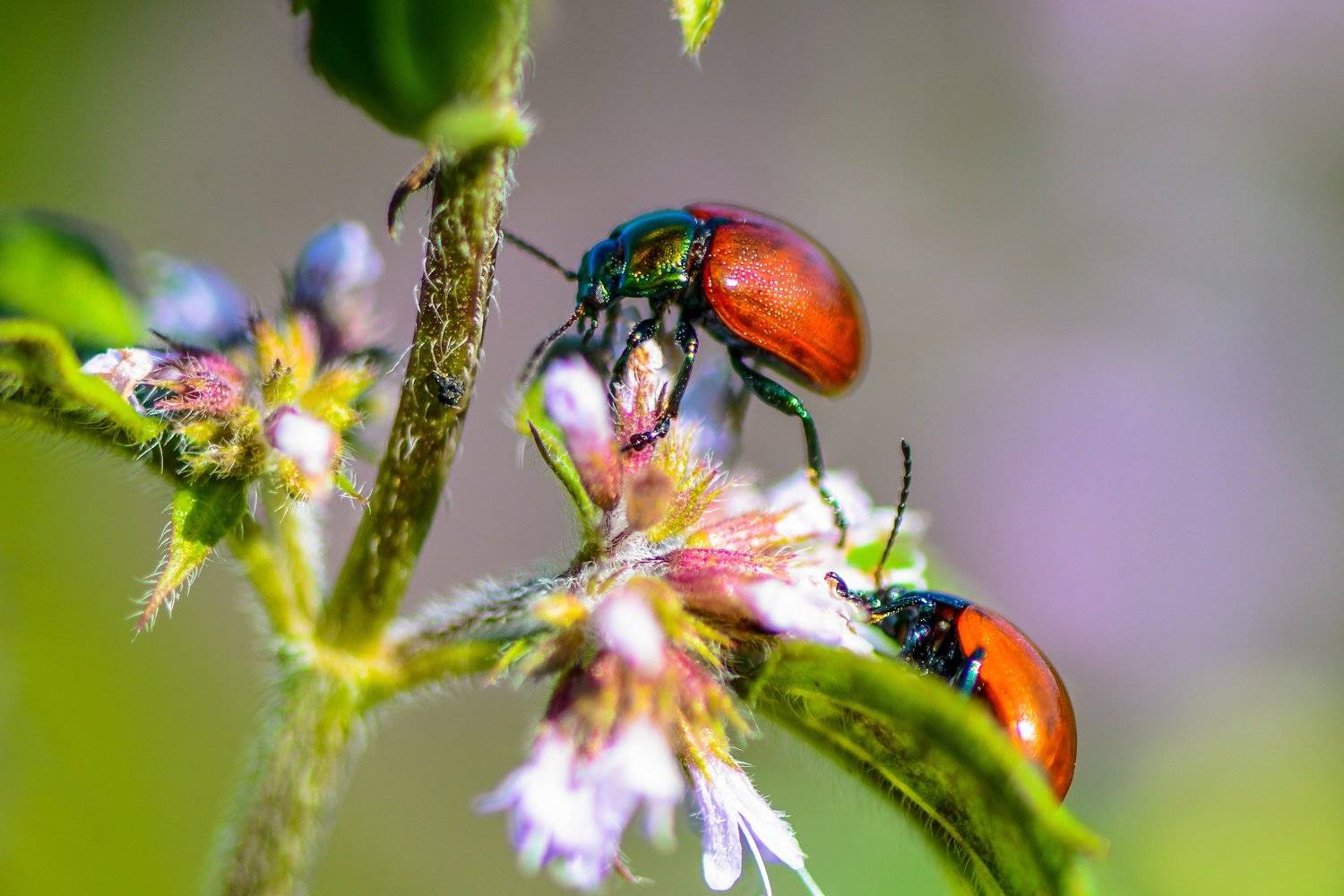 ladybugs, insects, macro, nature, colorful, flowers, Marius Surleac