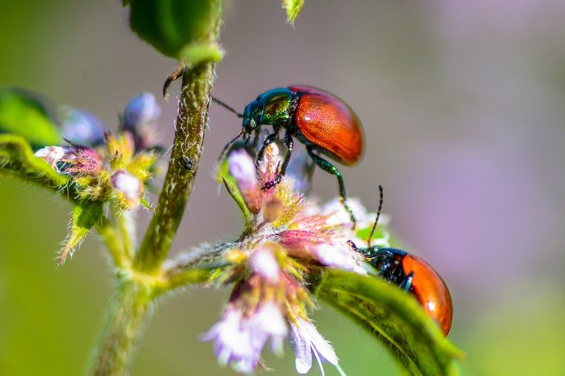 ladybugs, insects, macro, nature, colorful, flowers dining out фото превью