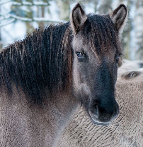 Wild horses