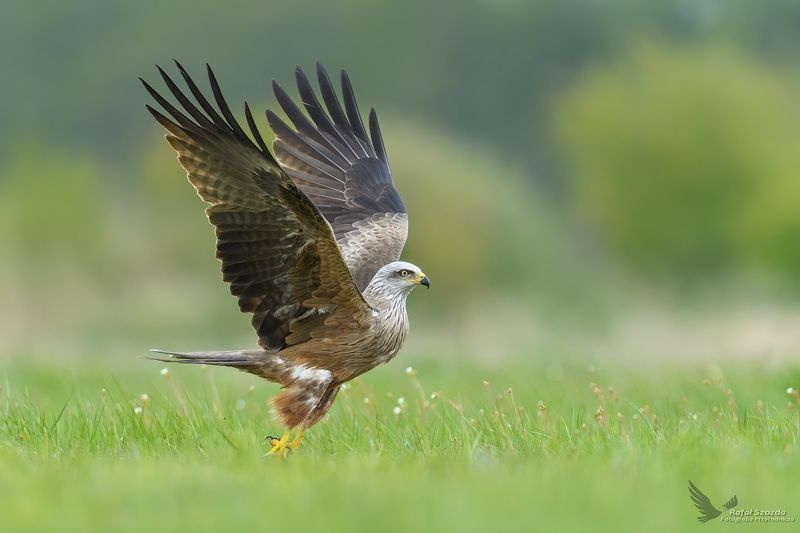 Kania Czarna, Black Kite (Milvus migrans) ... фото превью