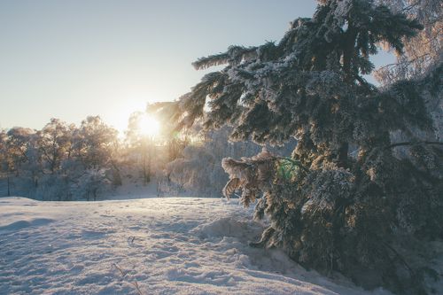 Утро в лесу