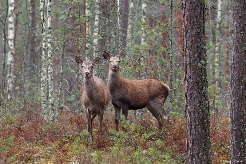 благородный олень Лесные подружки фото превью