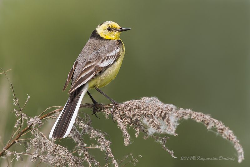 Желтоголовая трясогузка фото превью