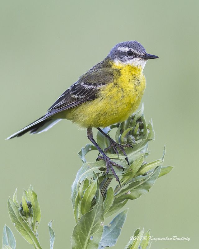 Жёлтая трясогузка фото превью