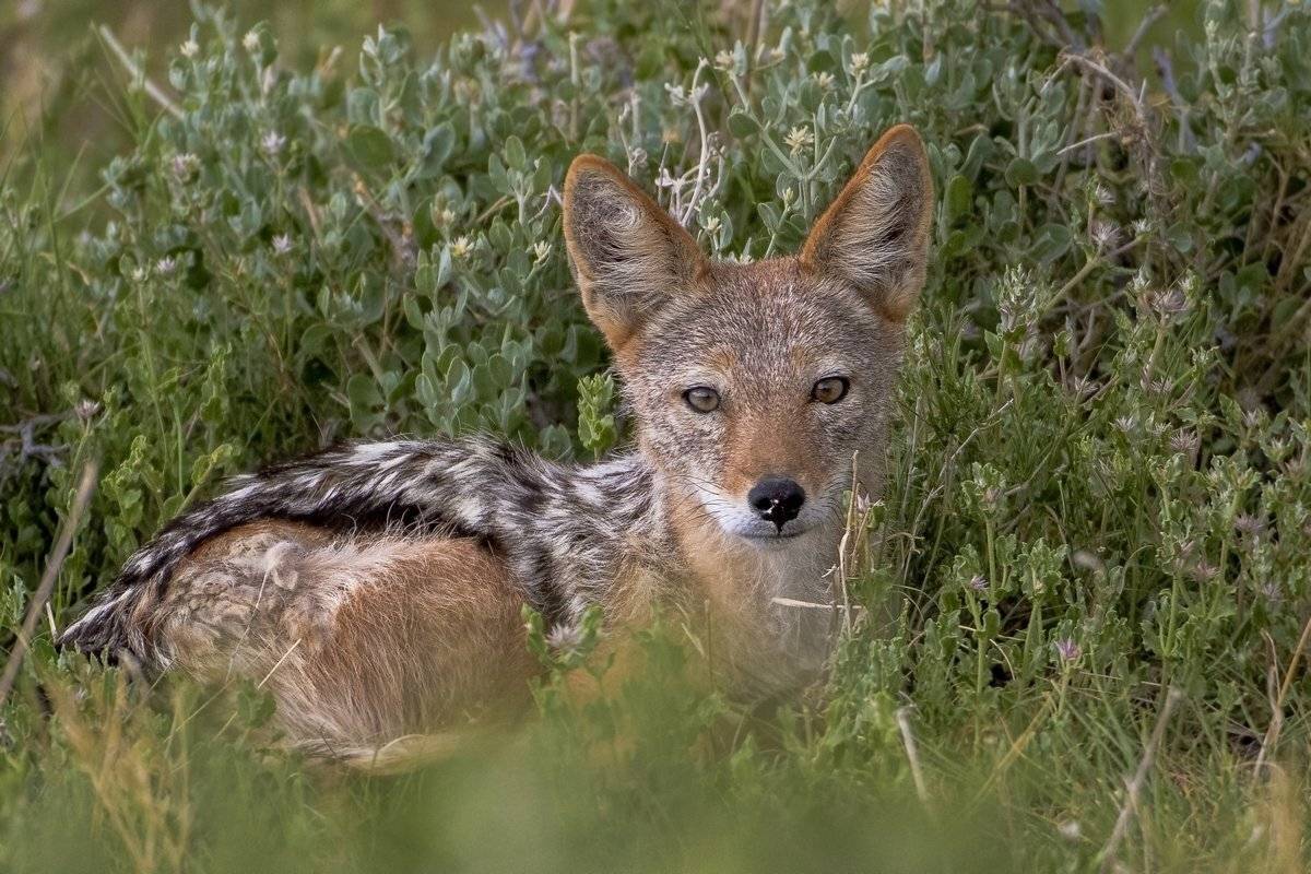 ливень, Александр Маркелов