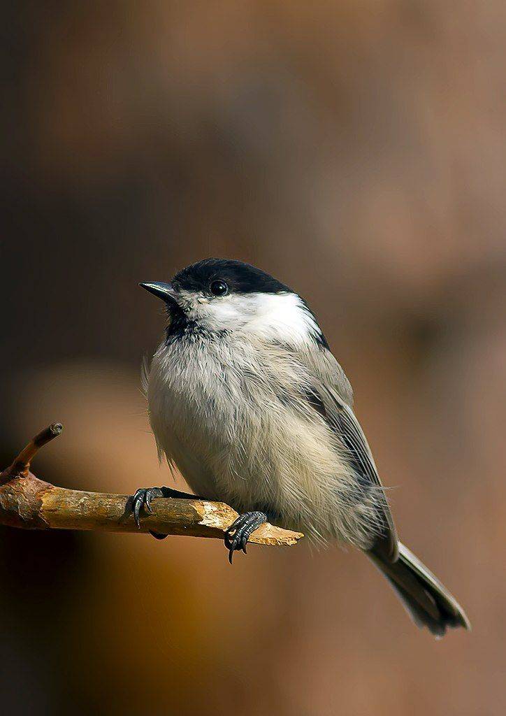 птицы,север,печора,коми,анималистика,синицы,га́ичка,природа,фауна,, Триер Игорь