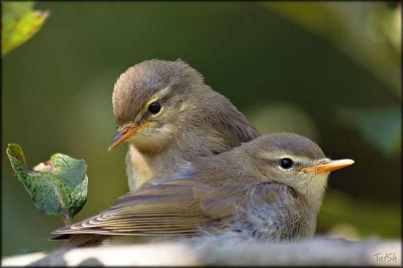 битца, битцевский лесопарк, июль, лето, москва, пеночка, пеночка-теньковка, природа, природа россии, птенцы, птицы, птицы москвы, птицы россии, семейство славковые, слётки, слёток, фауна, фотоохота Дети пеночки-теньковки фото превью