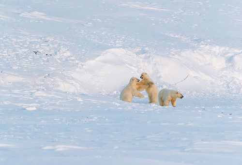 один час из жизни медведей на Кожевникова