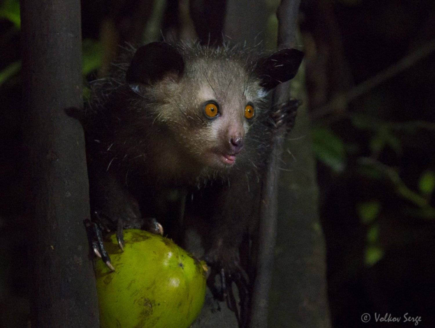 руконожка, ай-ай, daubentonia madagascariensis, мадагаскар, фотоохота, дикие животные, wildlife, pentax, Сергей Волков