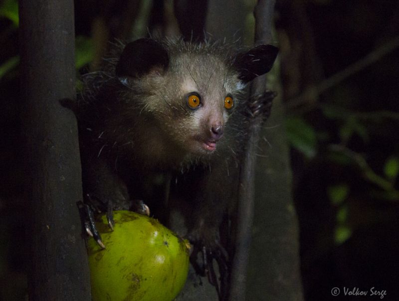 руконожка, ай-ай, daubentonia madagascariensis, мадагаскар, фотоохота, дикие животные, wildlife, pentax Гремлин фото превью