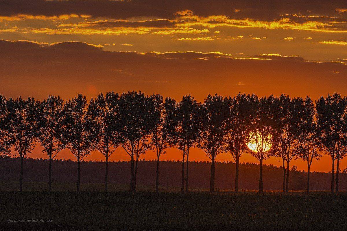 , Jarosław Sokołowski