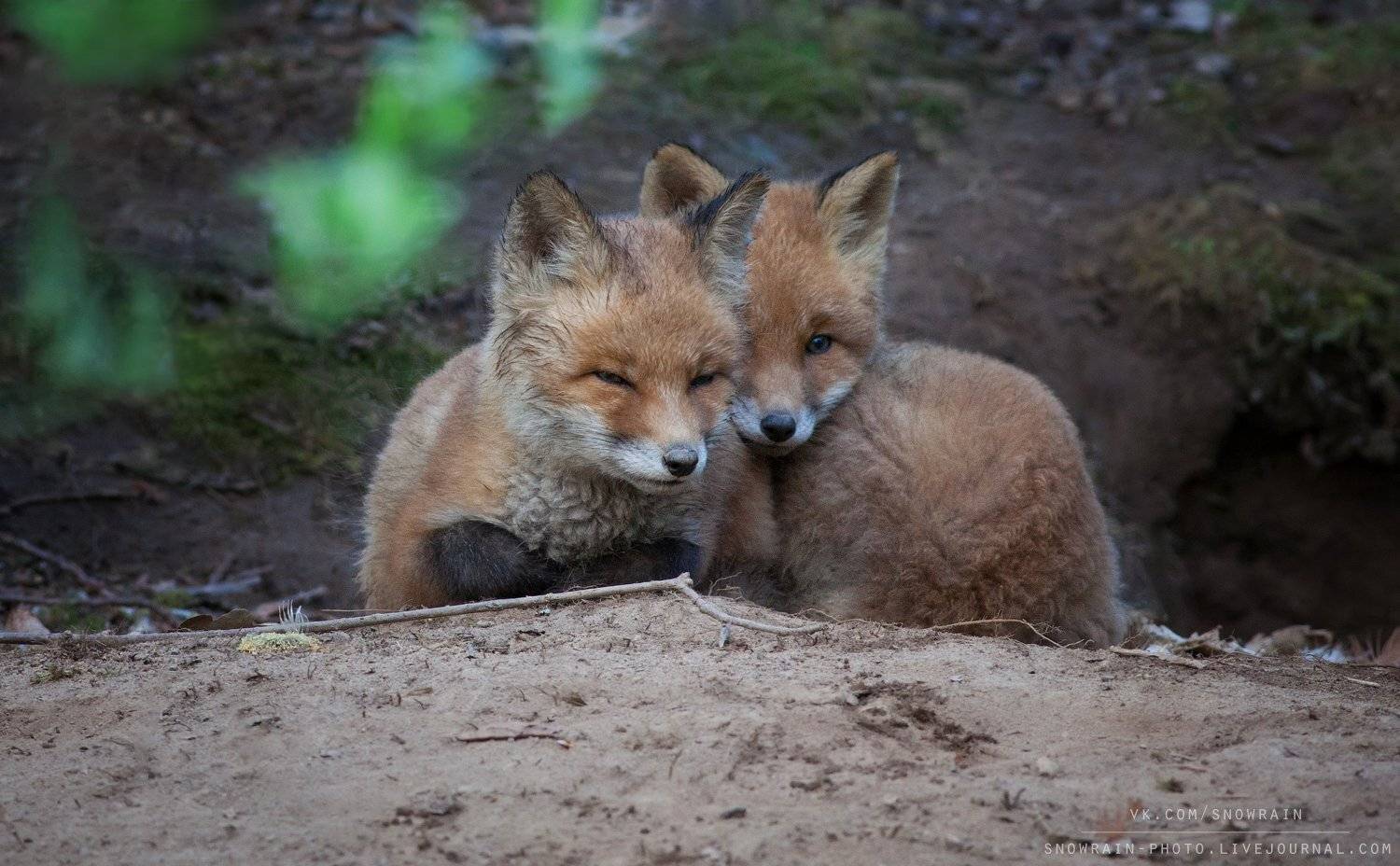 лиса, фотоохота, анималистика, дикая природа, природа, лес, животные, nature, wildlife, fox, animal, wildlifephoto, Snowrain