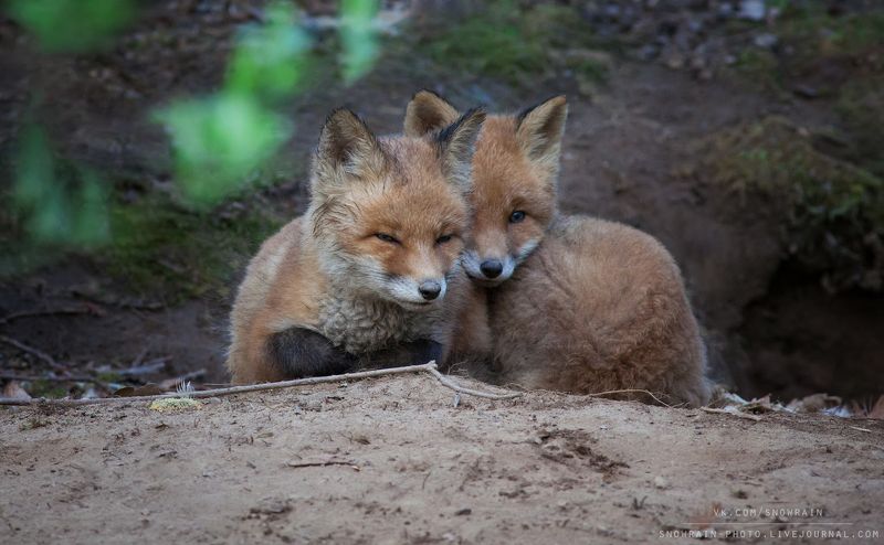 лиса, фотоохота, анималистика, дикая природа, природа, лес, животные, nature, wildlife, fox, animal, wildlifephoto Лисята фото превью