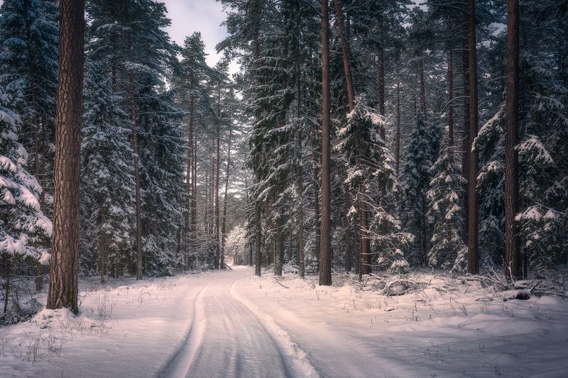 winter snow poland podlasie sky woods clouds colors mood forest puszcza knyszyńska road Asylum... фото превью