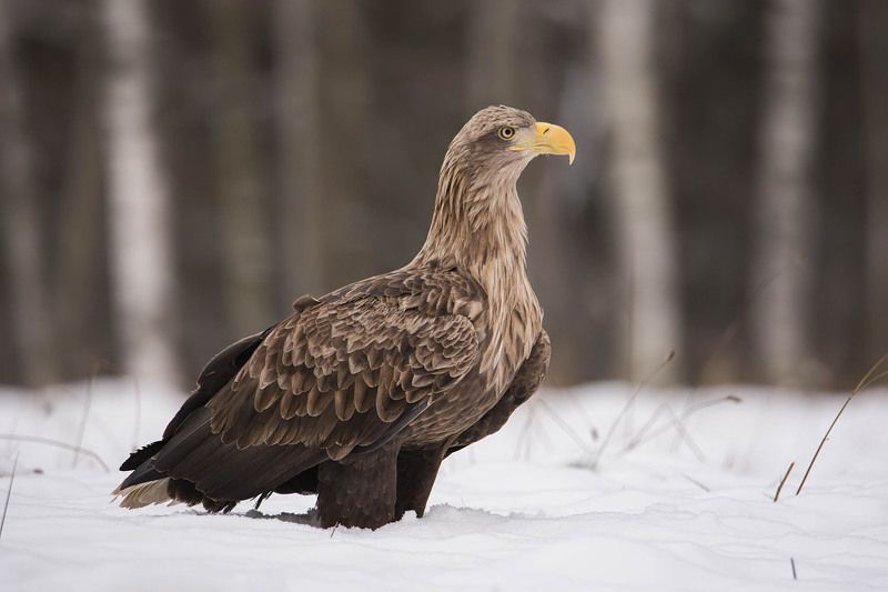 Zimowy kadr :) фото превью