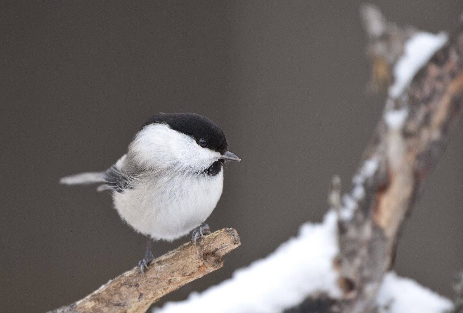 , Юрий Кулаков