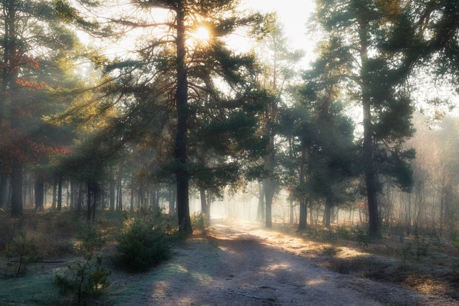лес, осень, ноябрь, туман, свет, лучи, солнце, дымка, Галанзовская Оксана