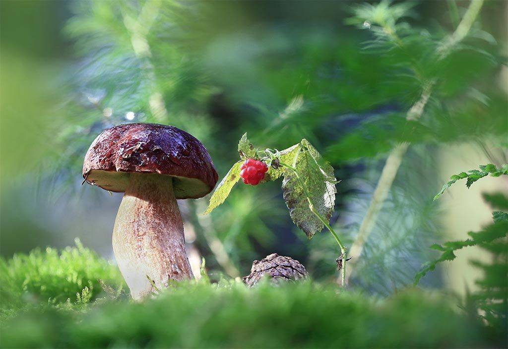 гриб,  осень, чаща, листья, ветви, дерево, мох, деревья, растения, природа, фон, зеленый, коричневый, красиво, листва, солнечно., Виктор Шнайдер