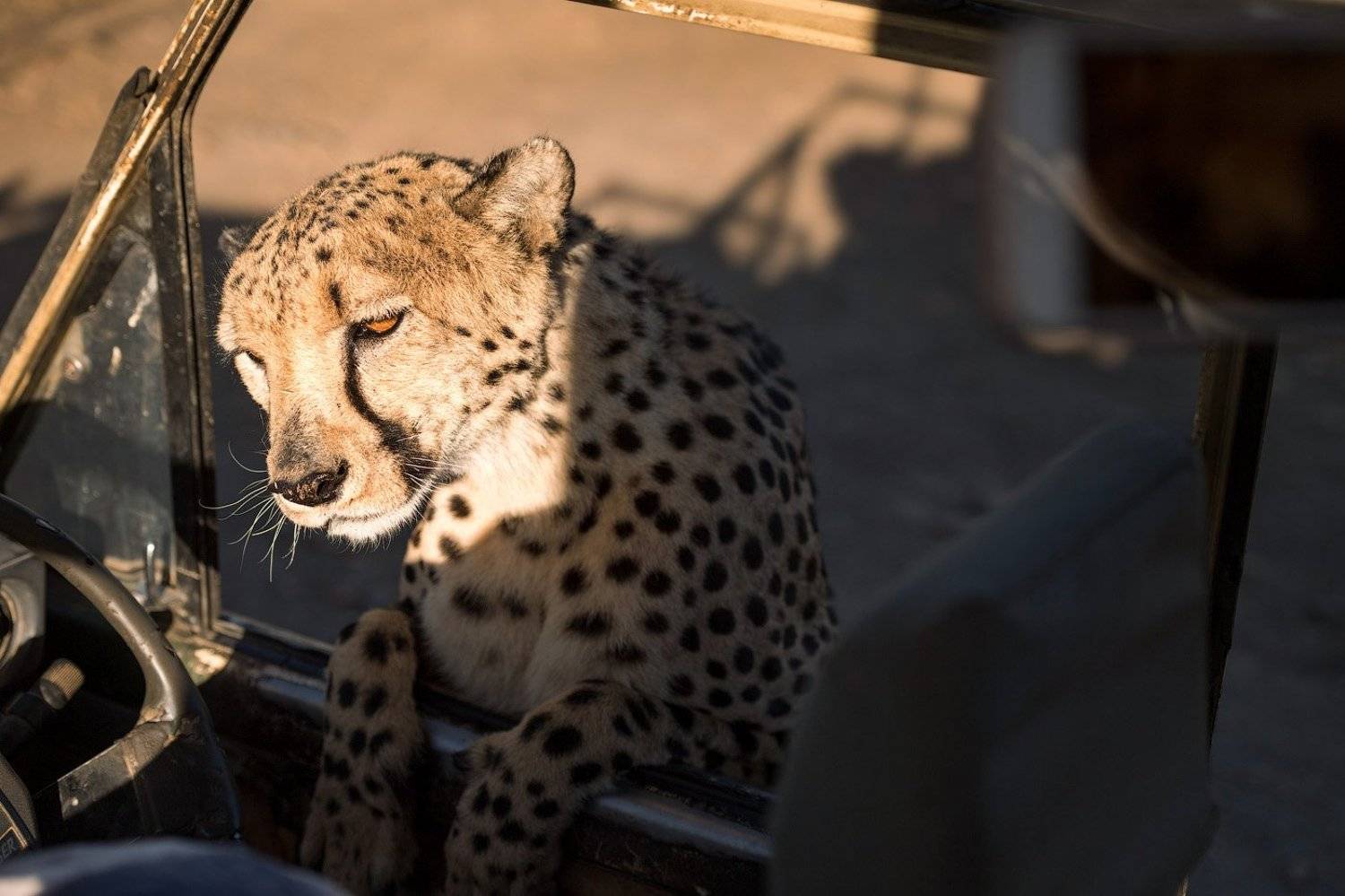 , Андрей Ведерников