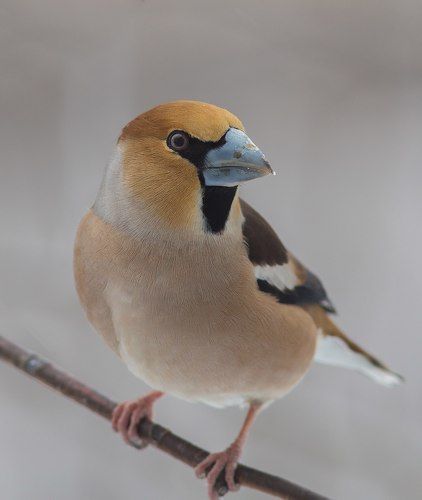 Обыкновенный дубонос