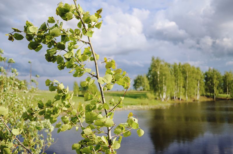 анна анка салтыкова, природа, лето, июнь, май, пейзаж, пруд, озеро, река, деревня, ананьино, московская область, осина, береза, небо, облака, тучи *** фото превью