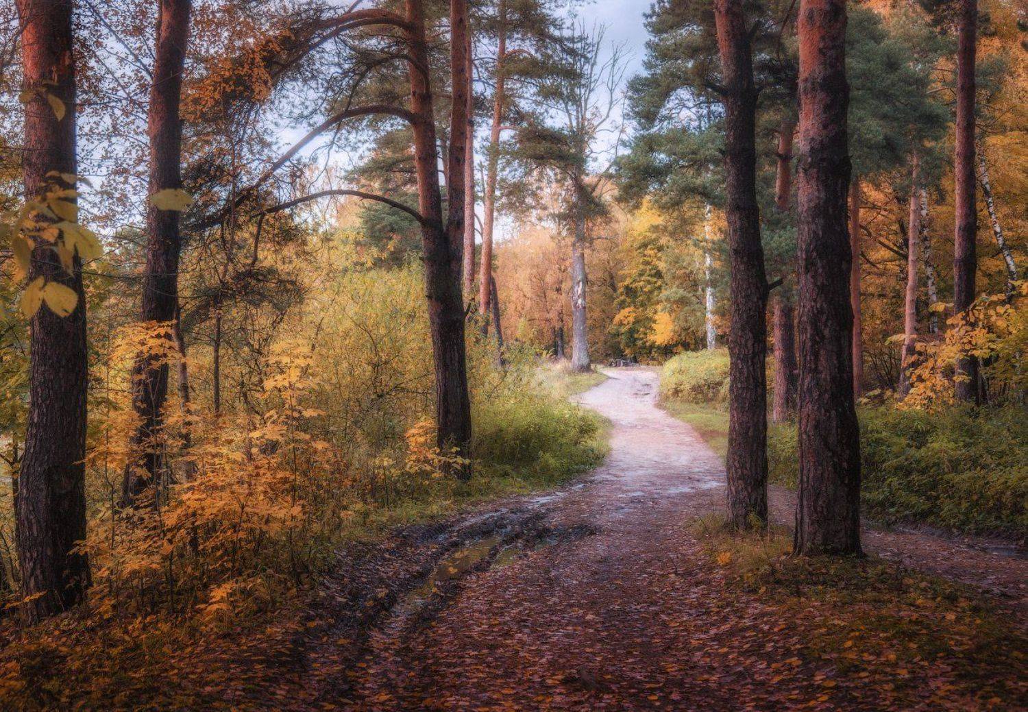осень, лес,, Виктор Климкин
