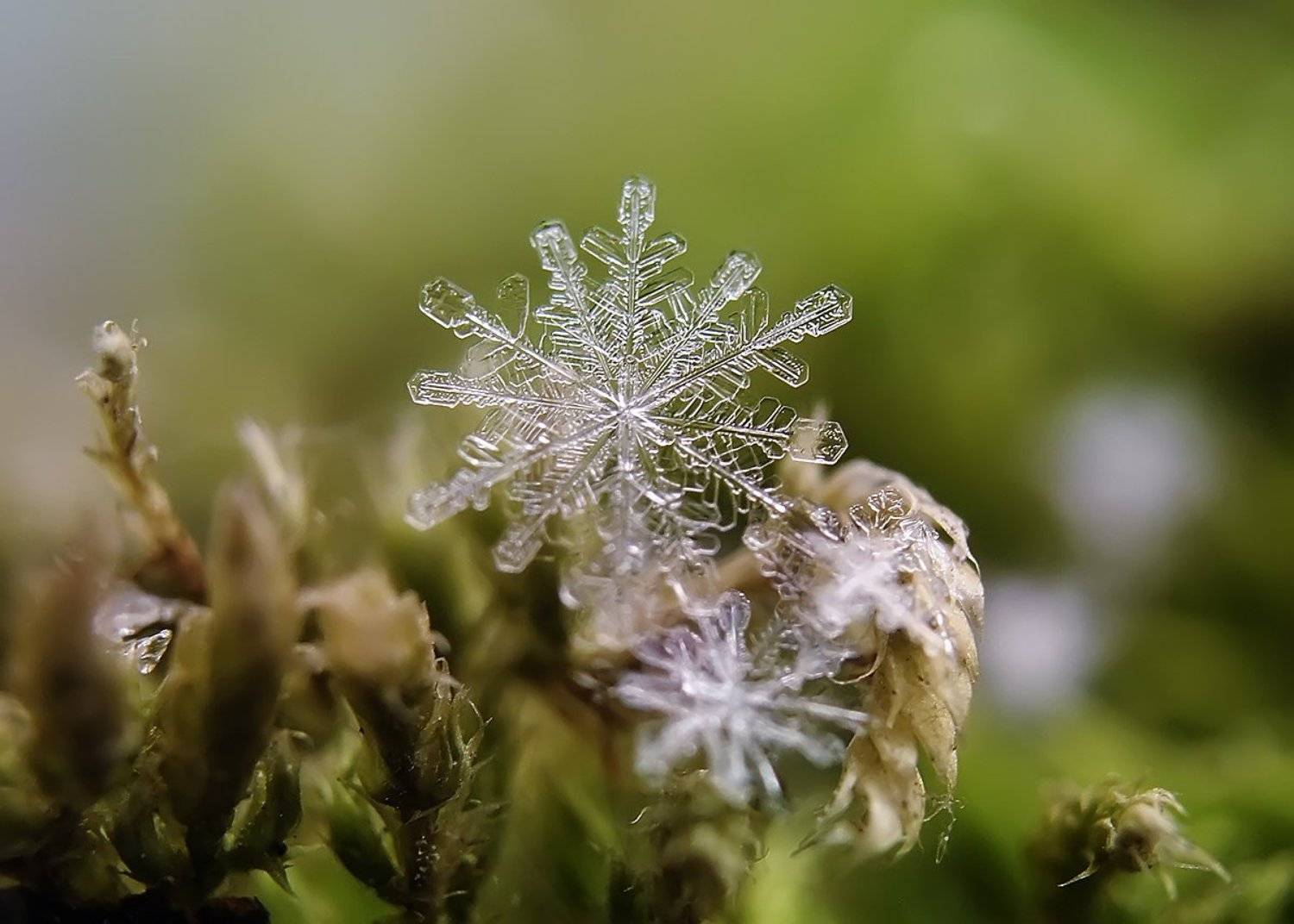 макро,снежинка, Гарик Соколов