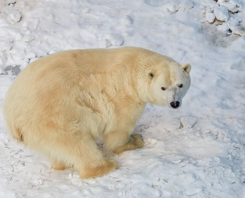 Полярный медведь