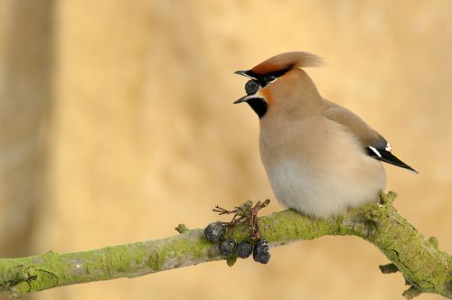 Waxwing