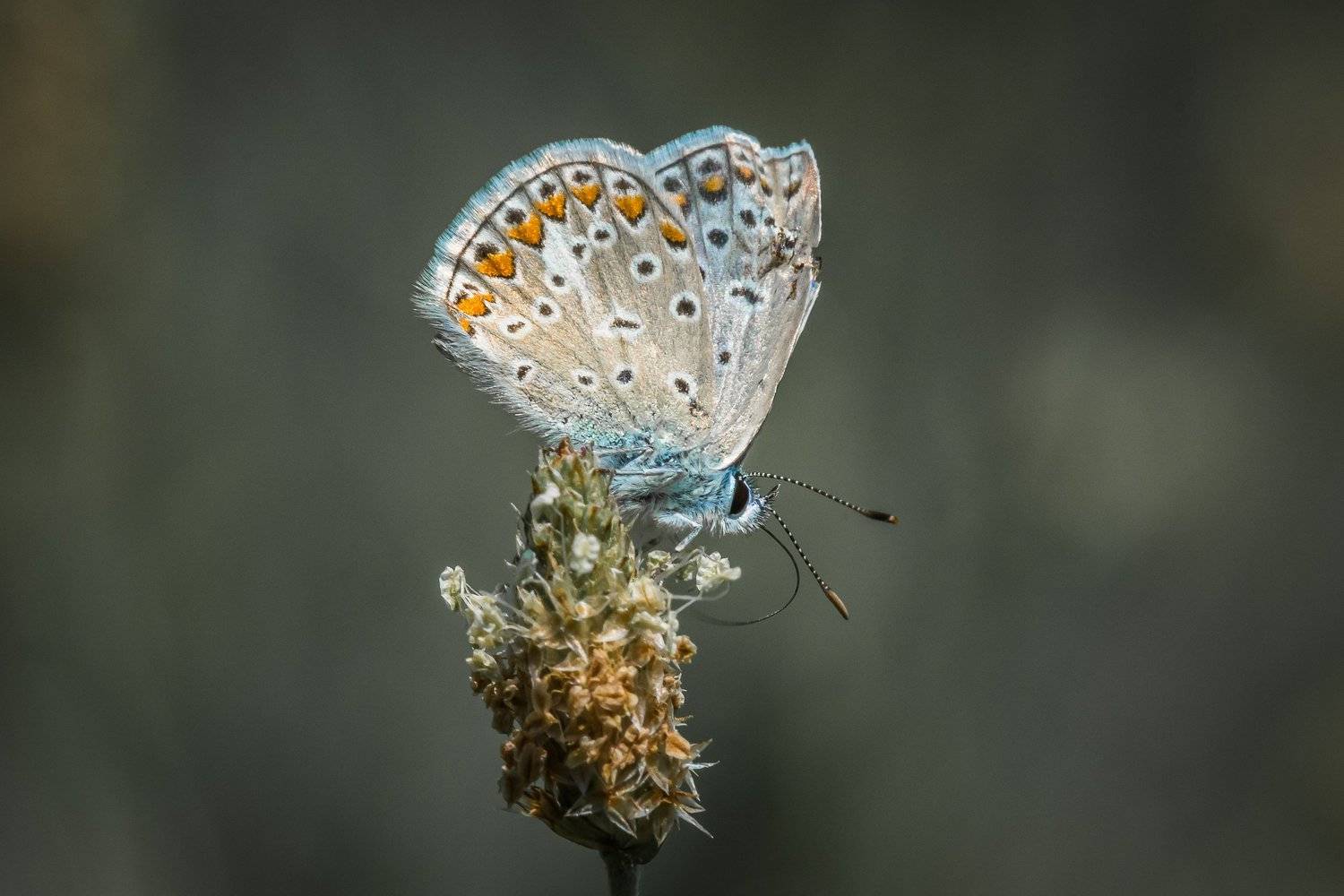 бабочка,butterfly,wildlife,nature,flower,beuty,art,portrait, Nikolay Nikolov
