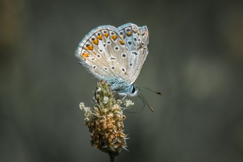 бабочка,butterfly