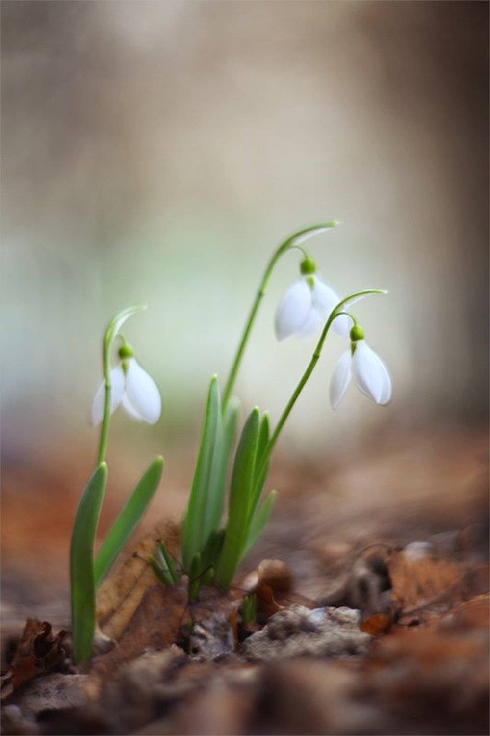 , Наталья Ова