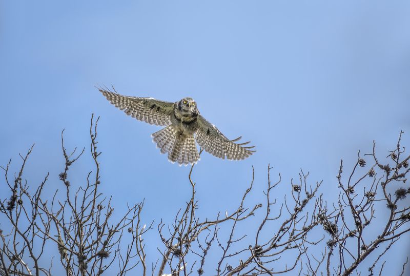 Наивная юность ястребинки фото превью