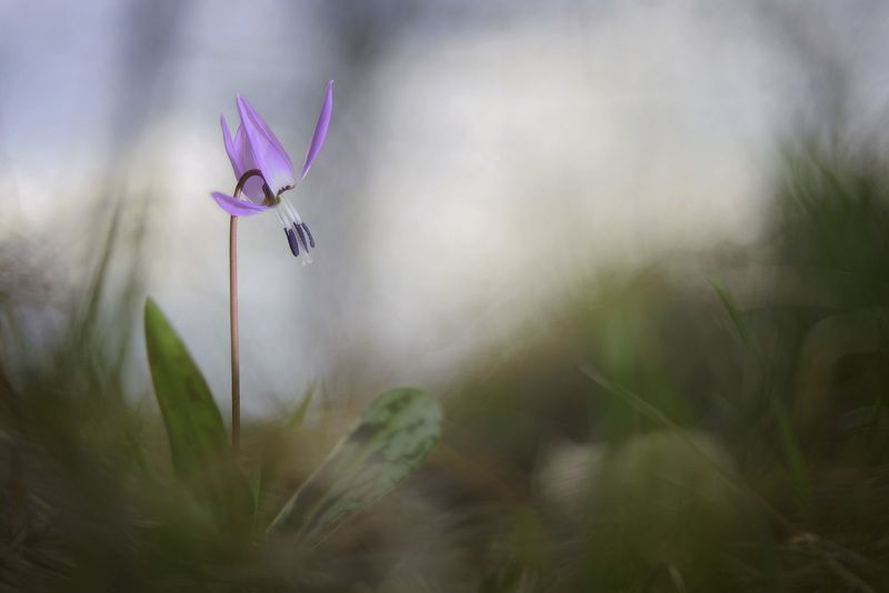 Beauty фото превью