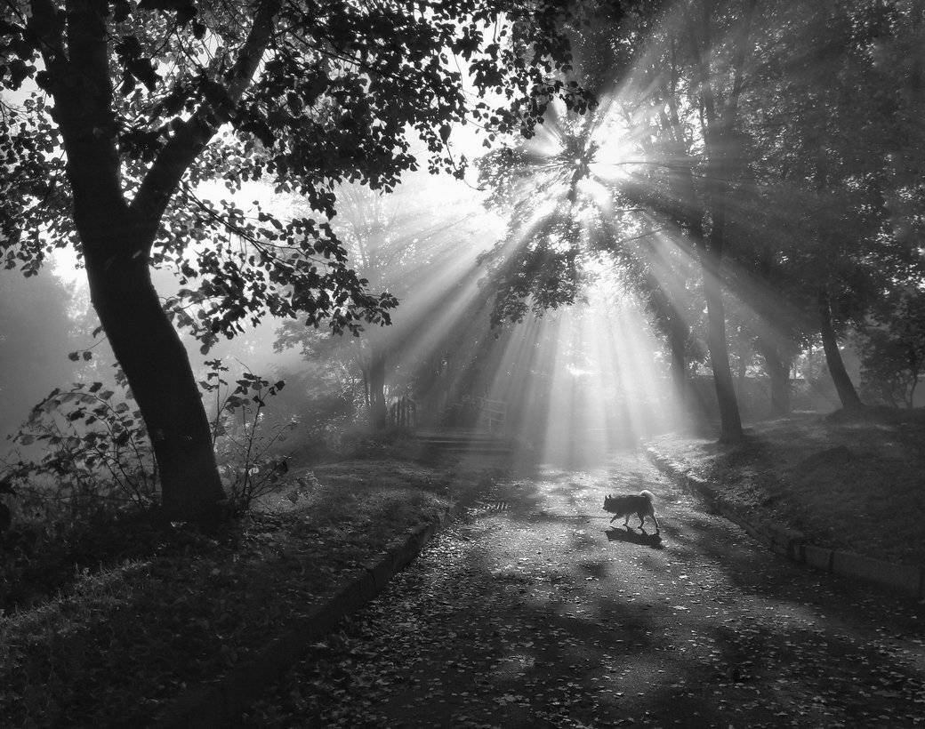 мобилография, свет, монохром, Сергей Шляга