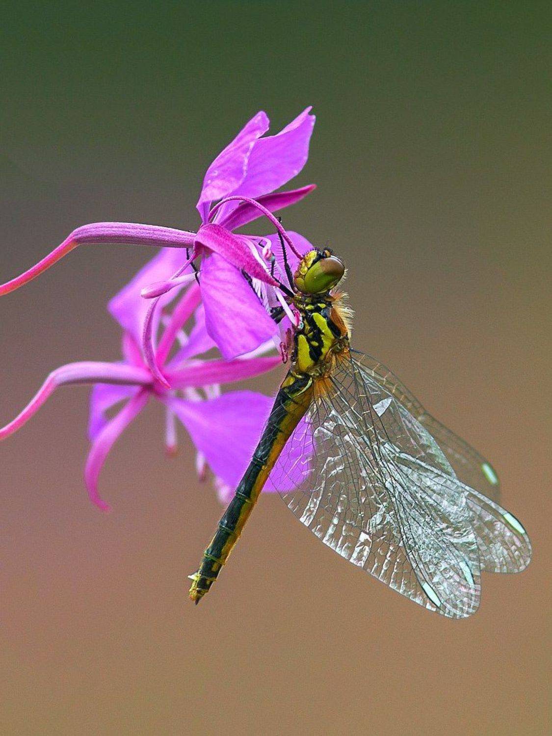 стрекоза,насекомые,лето,осень,макро,краски,печора,коми,север,природа, Триер Игорь