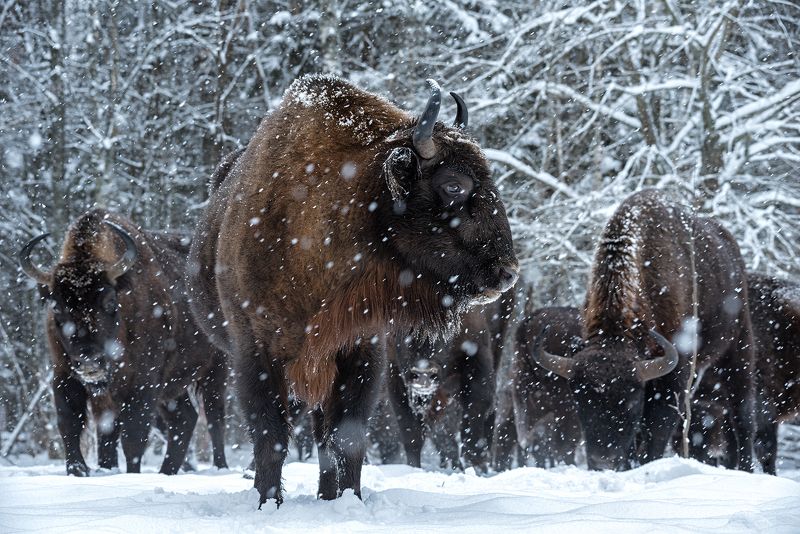 зубр, заповедник, калужские засеки, метель, зима, снег, животные Задумалась фото превью