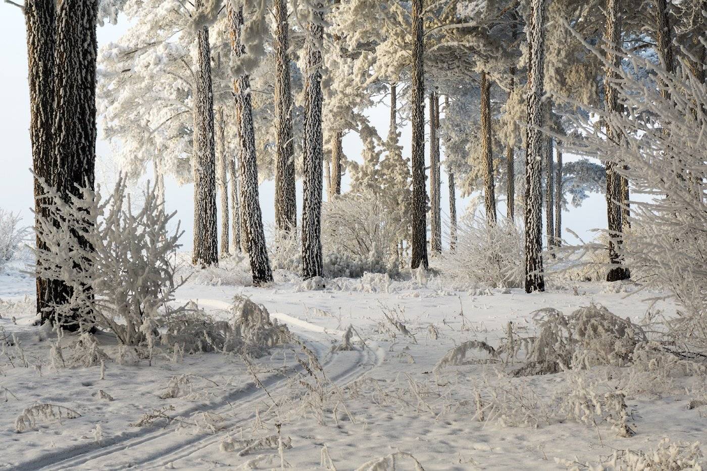 , Криволуцкий Игорь