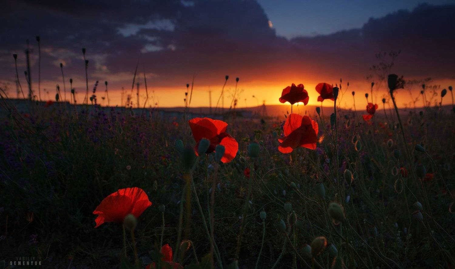 крым, закат, маки, поля, предгорья., Семенюк Василий