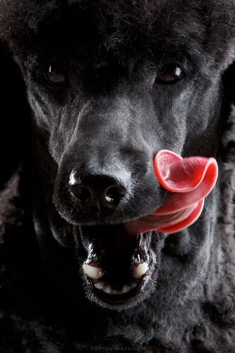 Just poodle