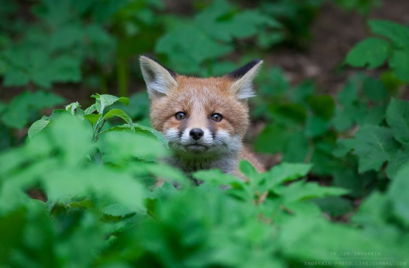 лиса, фотоохота, анималистика, дикая природа, природа, лес, животные, nature, wildlife, fox, animal, wildlifephoto Любопытный нос фото превью