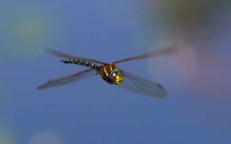 стрекоза,насекомые,лето,осень,макро,краски,печора,коми,север,природа Полёт стрекозы фото превью