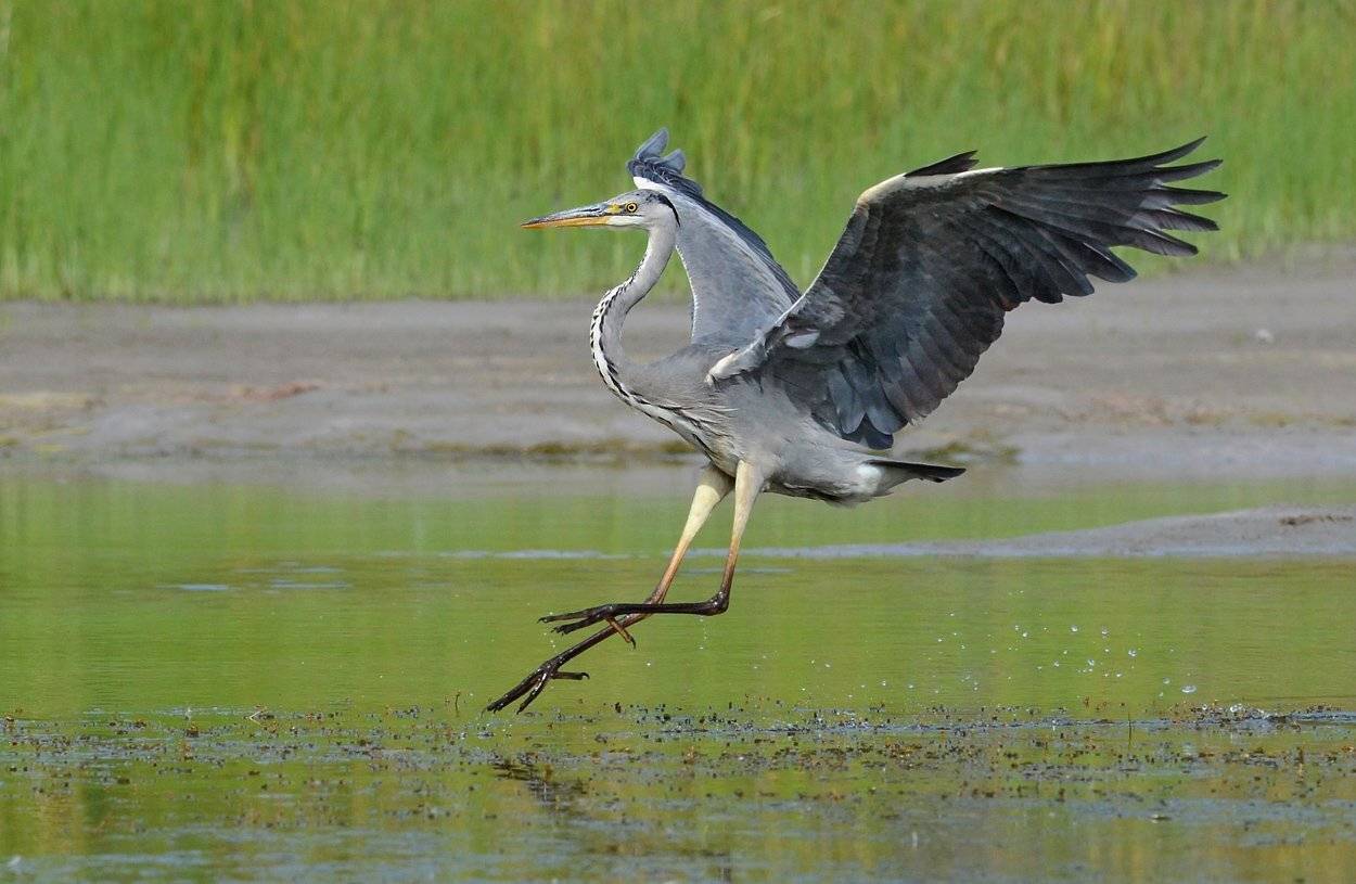 серая цапля,болото,прыжок, Иван
