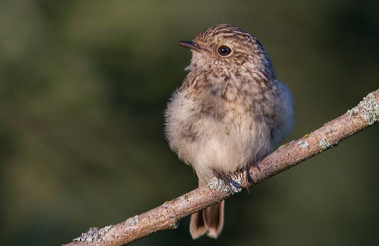 , Триер Игорь