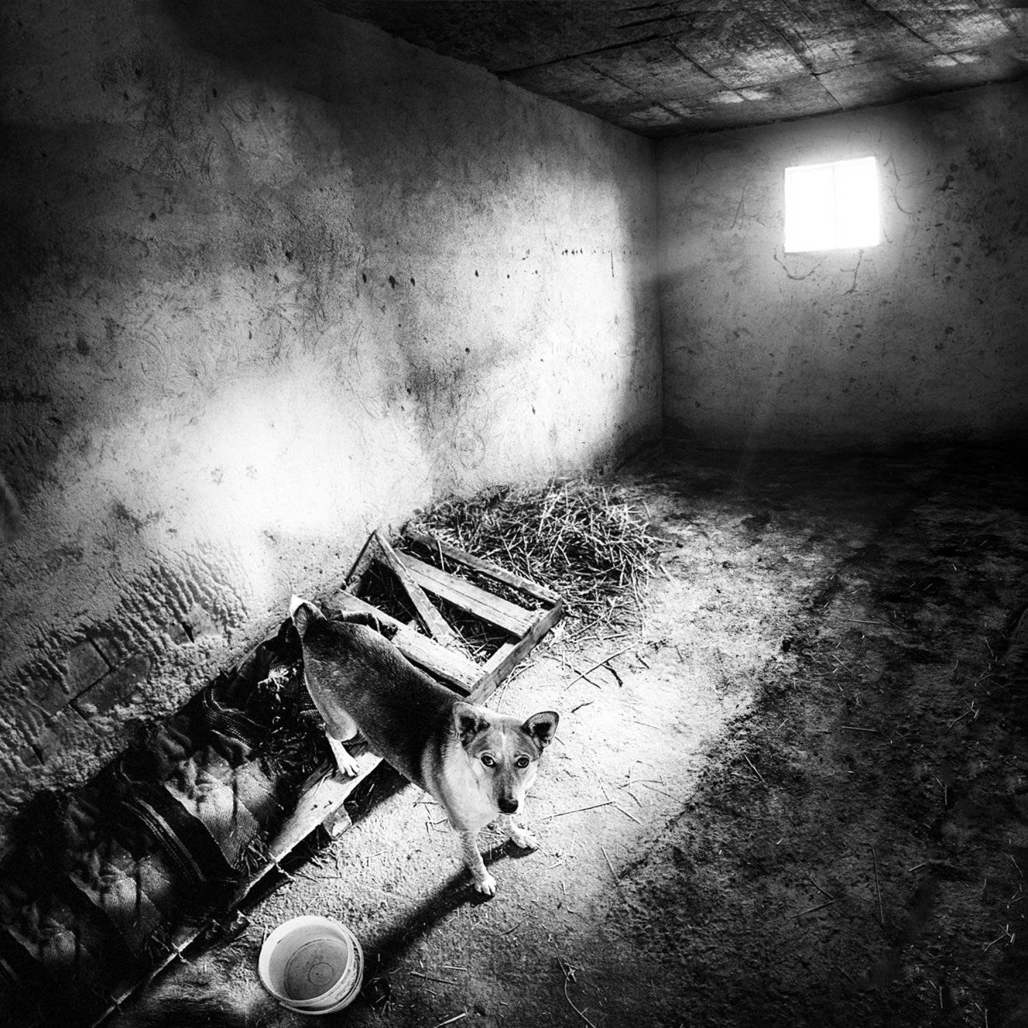 , Тодор Танев