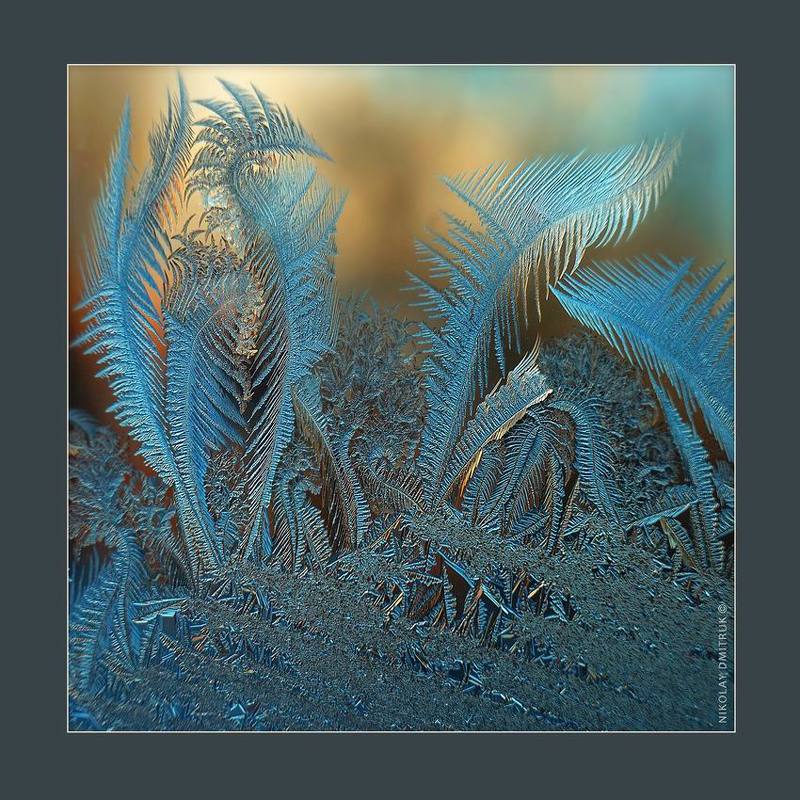 макро, мороз, музыка папоротник. зимний сад . 2018 фото превью