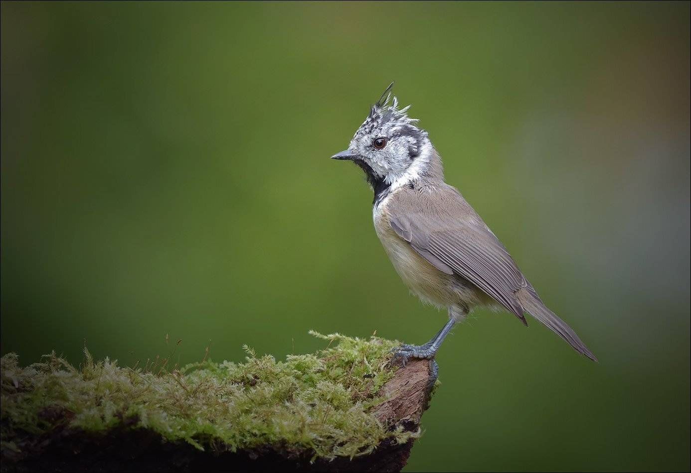 гренадёрка, Андрей Медведев